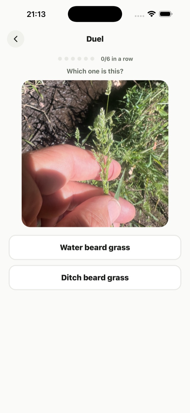 gote duel drill — one photo with two look-alike species names to choose between