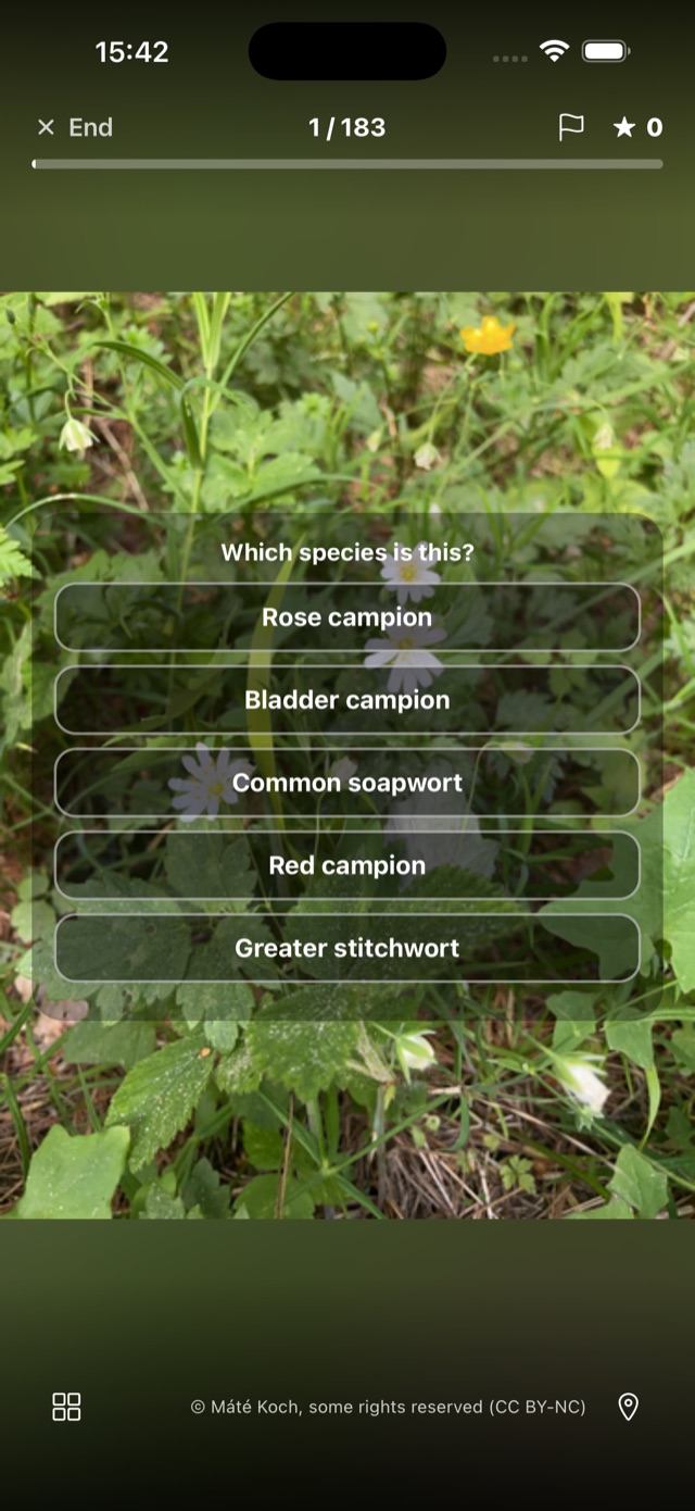 A gote photo quiz — a plant in the wild with five species to choose from